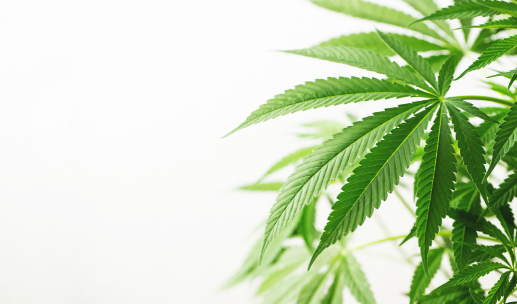 Navigating Changes in Hemp-Derived THC Laws: Insights from Florida and Beyond